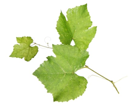 Fresh green vine leaves, isolated on white background