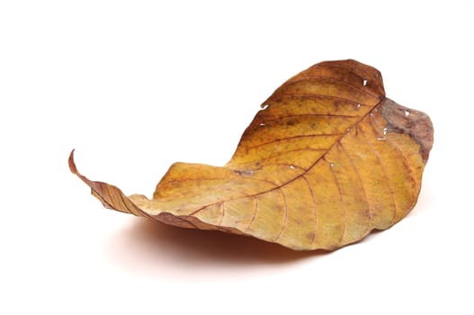 Dried leaf