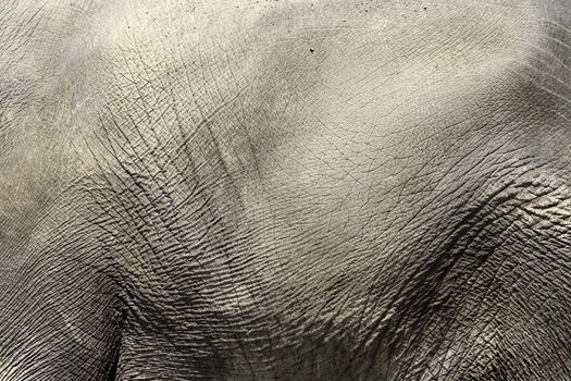 Elefant skin texture closeup photo