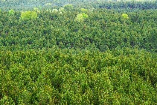 Aerial view of a green mountain forest