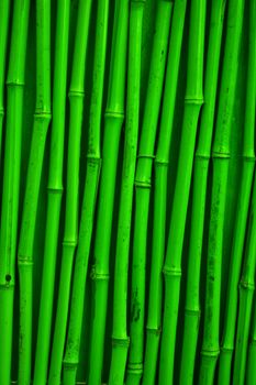 Green detailed bamboo texture