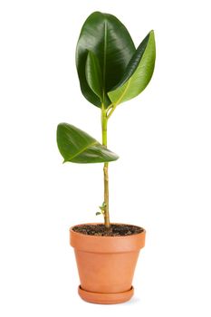 Rubber plant in a pot, white background