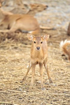 Fawn