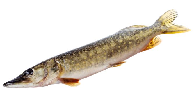 Fresh raw pike isolated on white background