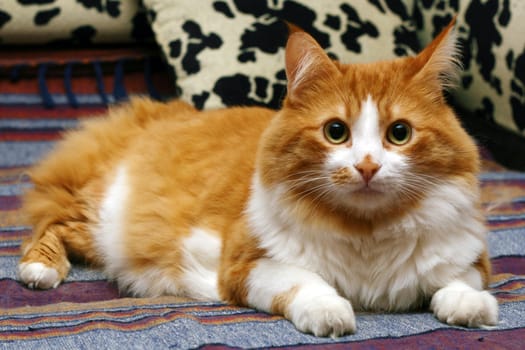 Beautiful furry cat sitting on a bed