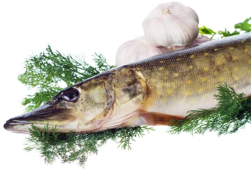 Raw pike with cooking ingredients isolated on white background