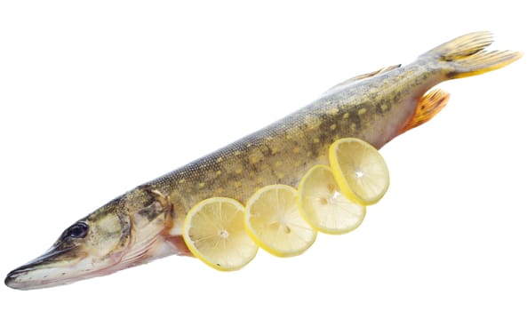 Raw pike with cooking ingredients isolated on white background