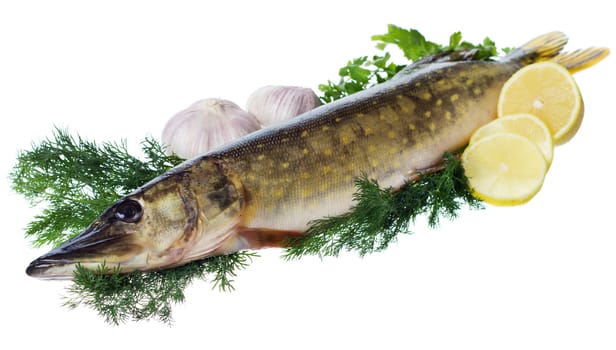 Raw pike with cooking ingredients isolated on white background