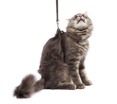 Funny cat on a leash isolated on white background