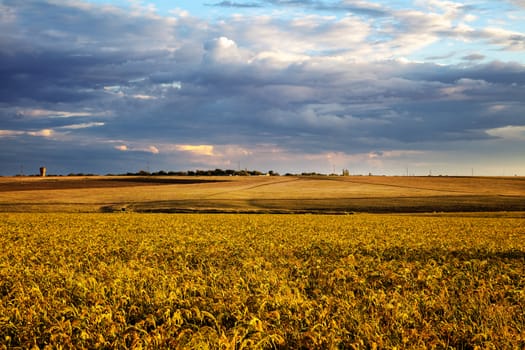 Summer landscape - wheat field at sunset