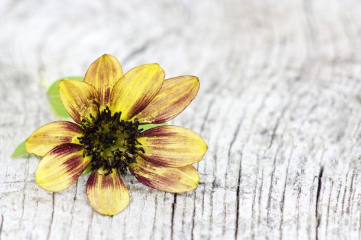 sunflower on old wooden background (Helianthus)
