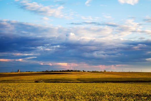 Summer landscape - wheat field at sunset