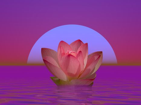 Pink lily flower on water in front of moon or sun