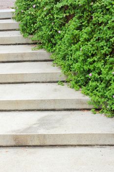 Stone stairway with green plant in the garden