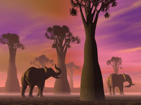 Two elephants walking between baobabs in the savannah by foggy morning light