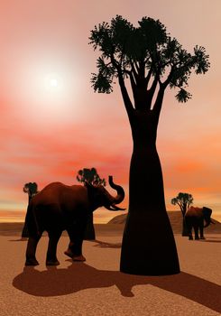 Two elephants walking between baobabs in the savannah by colorful sunset