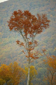 Autumn forest with pale colors