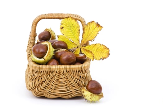 basket full of chestnuts and autumnal leaves