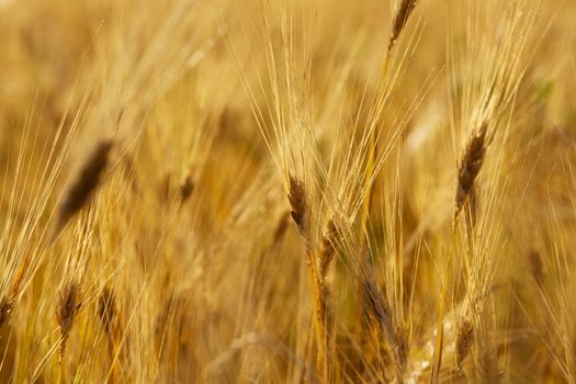 Yellow wheat stems closeup photo