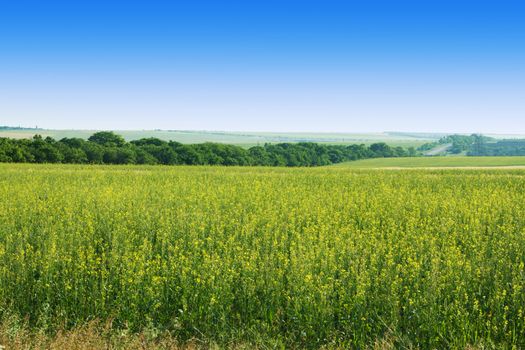 Beautiful summer landscape on a sunny day