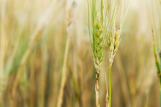 Yellow and green wheat stem closeup photo