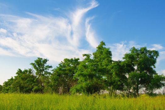 Beautiful summer landscape on a sunny day