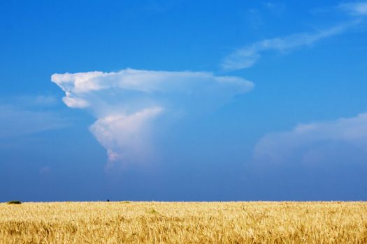 Wheat field with beautiful cloudscape