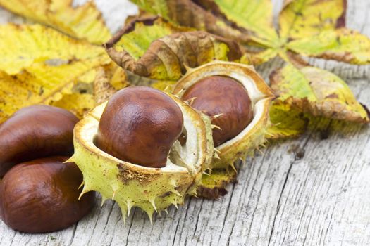 chestnuts and autumn leaves