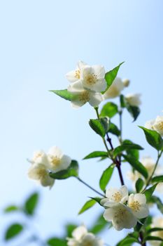 Closeup of freshness jasmine branch against blue sky