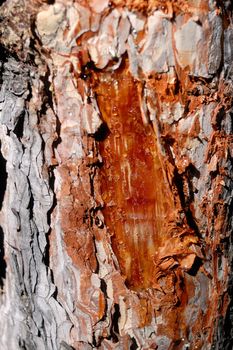 fresh pine transparent resin on a tree trunk