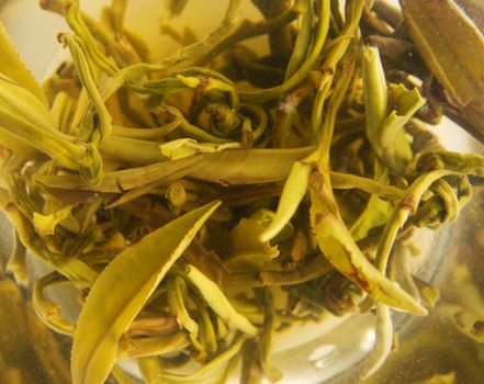 Closeup picture of white tea leaves in glass cup