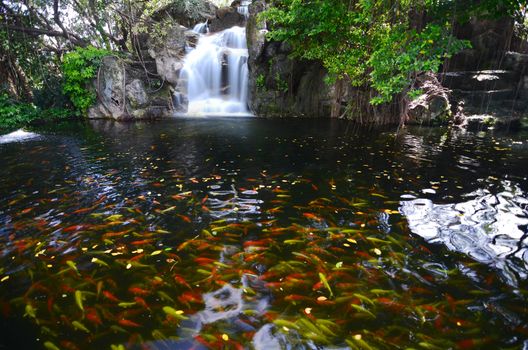 fancy carp fish in waterfall