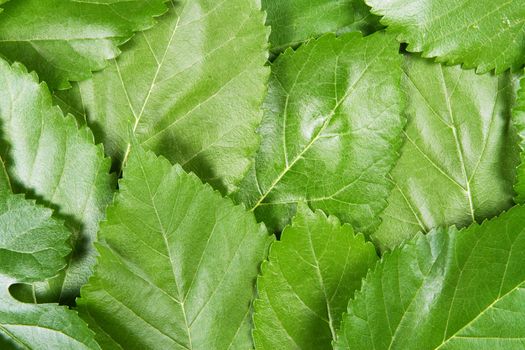 Green leaves background, close up studio photo