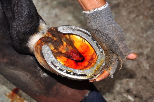 Farrier Shoeing