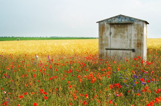 Wheat field, with red poppies on foreground