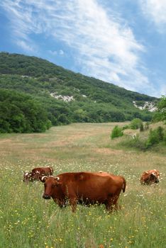 Cows on a pasture with mountains in the background