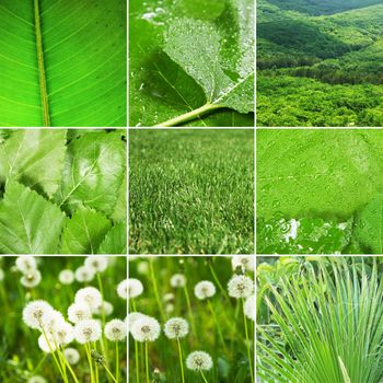 Abstract collage of nature photos, green tones