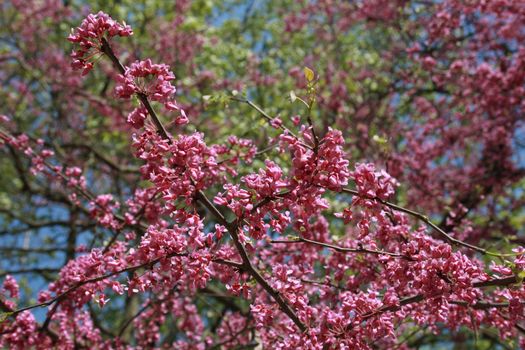 Closeup shot of a lilac in blossom