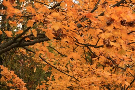 Vibrant yellow maple leaves flattering on the wind