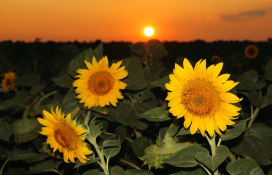 Sunflower field in the sunset