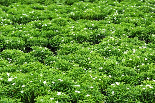 Gardenias in a flower garden