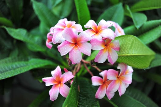 Frangipani flowers