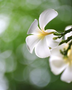 Frangipani flowers