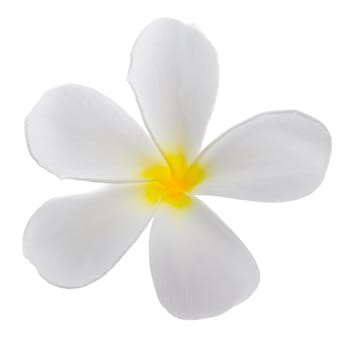 Frangipani (plumeria) flower