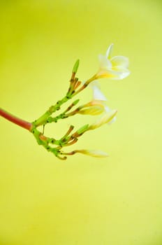 frangipani plumeria