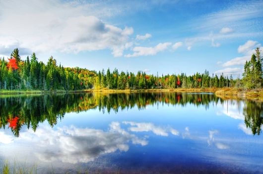 Beautiful sunny day during fall in Northern Canada forest with some red and orange maple trees reflected by a calm water lake, hdr rendering.