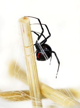 Beautiful and deadly female black widow spider, Latrodectus hesperus, with visible bright red hourglass shape as a warning underneath her abdomen.