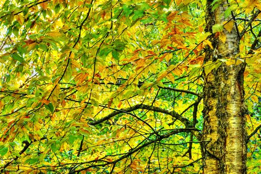 Dramatic hdr rendering, painting like, of two yellow birch with their colorful leaves during the fall or autum season.