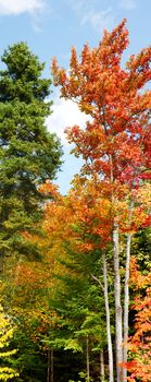 Beautiful vertical panorama of maple trees and evergreen during fall or autumn season with leaves in vivid yellow, orange and red (very large format), perfect for banner.