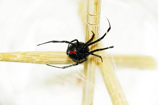 Beautiful and deadly female black widow spider, Latrodectus hesperus, with visible bright red hourglass shape underneath her abdomen.